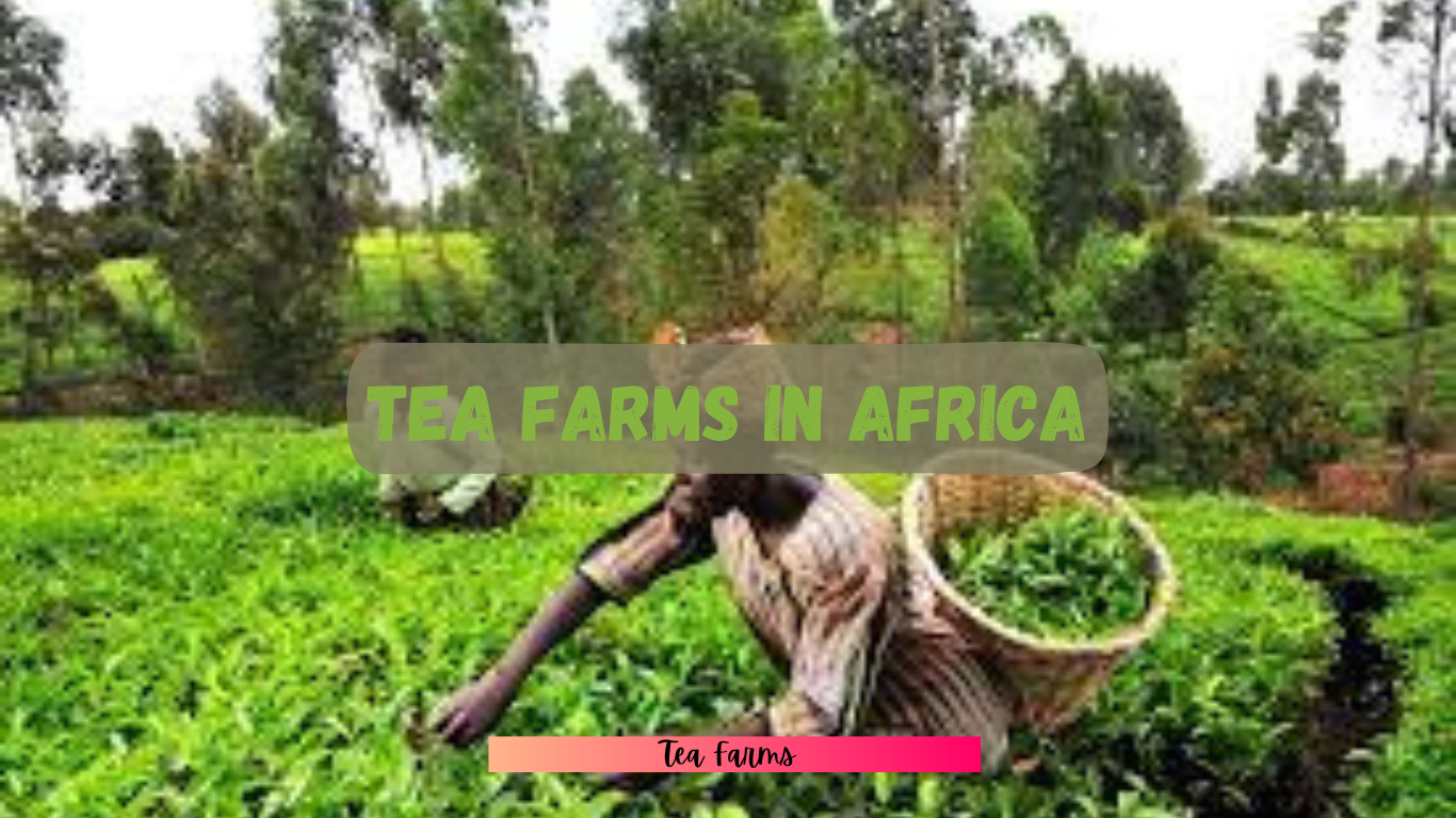 Famous tea farms in Africa