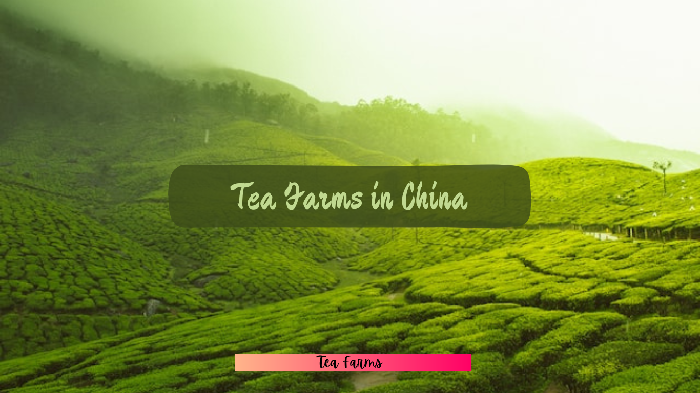 Famous tea farms in China
