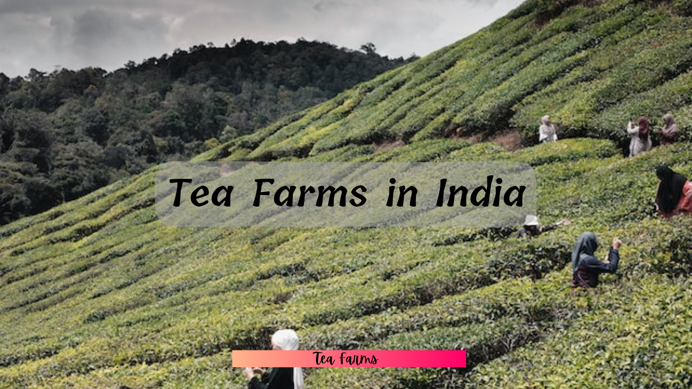 Tea farms in India