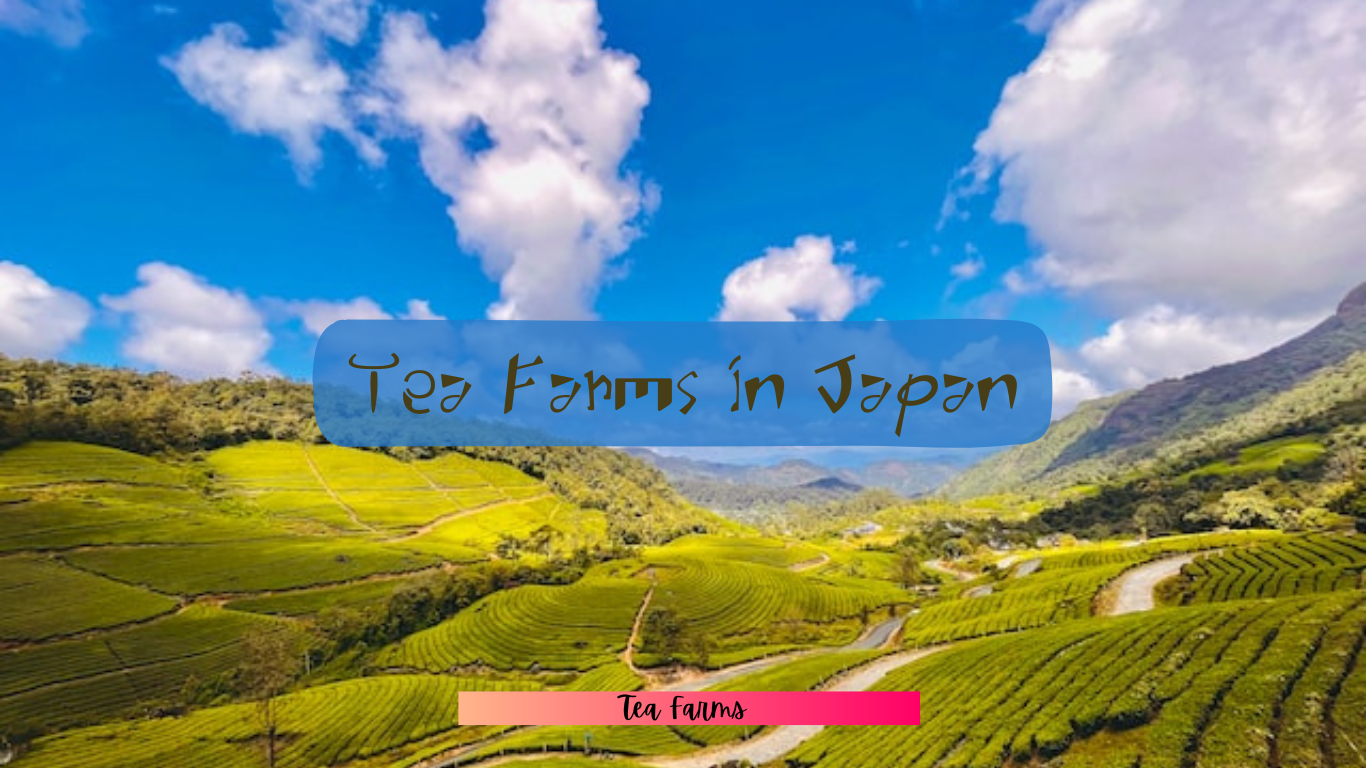 Famous tea farms in Japan