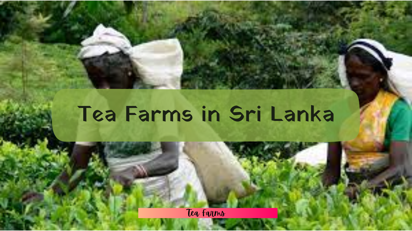 Famous tea farms in Sri Lanka