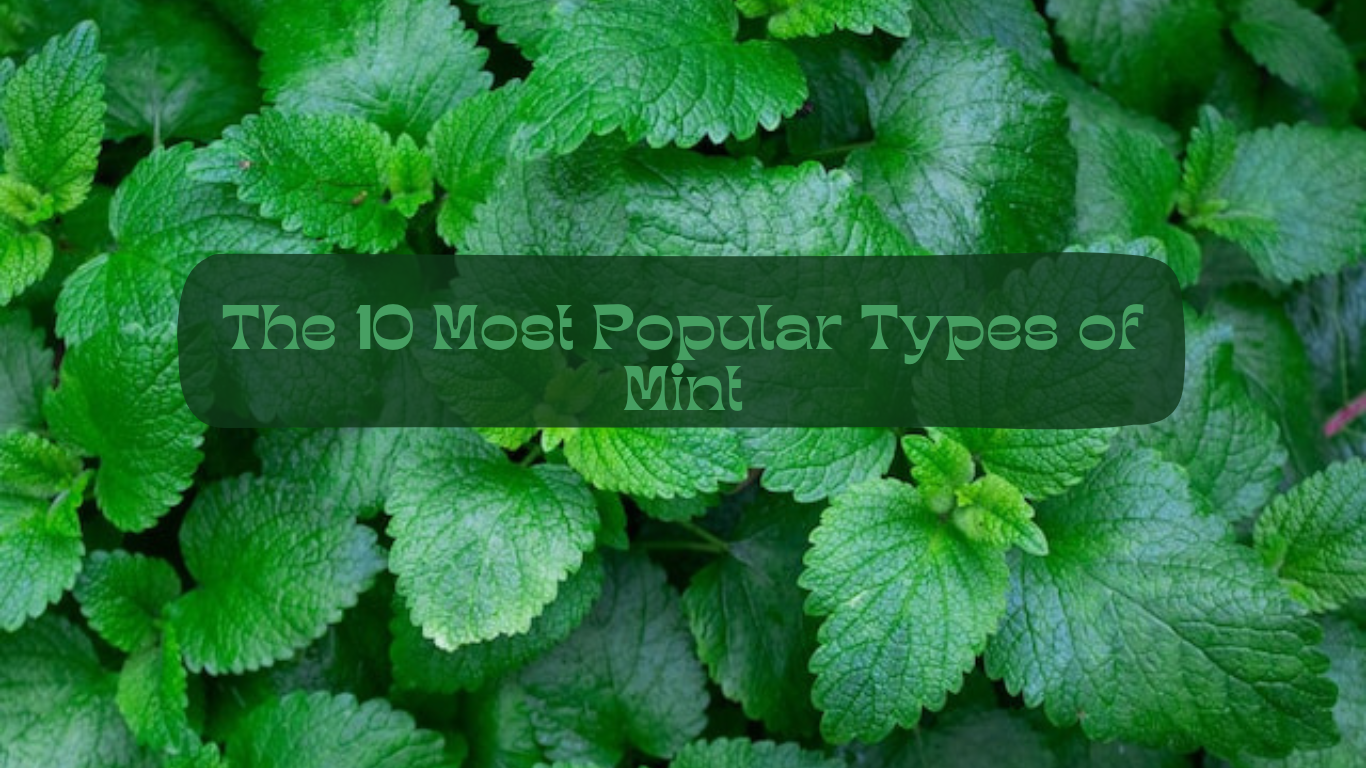 The 10 Most Popular Types of Mint
